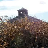 Corn Maze