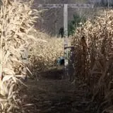 Corn Maze