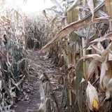 Corn Maze