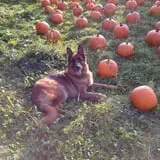 Apple Ridge Orchards photo