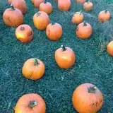 Apple Ridge Orchards photo