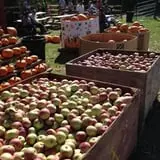 Apple Ridge Orchards photo