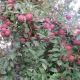 Apple Ridge Orchards photo