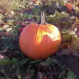 Apple Ridge Orchards photo