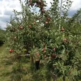 Apple Ridge Orchards photo