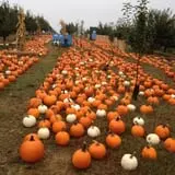 Apple Ridge Orchards photo