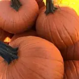 Apple Ridge Orchards photo