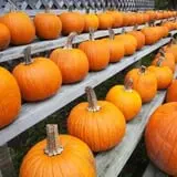 Apple Ridge Orchards photo