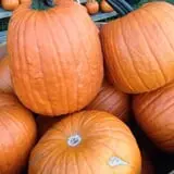 Apple Ridge Orchards photo
