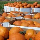 Apple Ridge Orchards photo