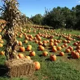 Apple Ridge Orchards photo