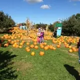 Apple Ridge Orchards photo