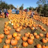 Apple Ridge Orchards photo