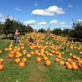 Apple Ridge Orchards photo