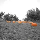 Apple Ridge Orchards photo