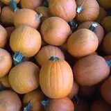 Union Gap Corn Maze and Pumpkin Patch photo