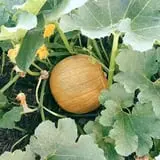 Union Gap Corn Maze and Pumpkin Patch photo