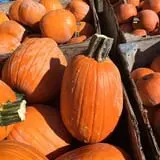 Union Gap Corn Maze and Pumpkin Patch photo