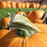 Union Gap Corn Maze and Pumpkin Patch photo