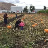Union Gap Corn Maze and Pumpkin Patch photo