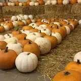 Union Gap Corn Maze and Pumpkin Patch photo