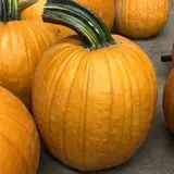 Union Gap Corn Maze and Pumpkin Patch photo