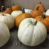 Union Gap Corn Maze and Pumpkin Patch photo