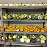 Union Gap Corn Maze and Pumpkin Patch photo