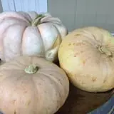 Union Gap Corn Maze and Pumpkin Patch photo