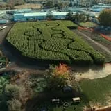 Union Gap Corn Maze and Pumpkin Patch photo