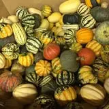 Union Gap Corn Maze and Pumpkin Patch photo