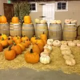 Union Gap Corn Maze and Pumpkin Patch photo
