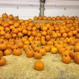 Union Gap Corn Maze and Pumpkin Patch photo