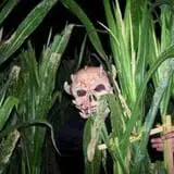 Union Gap Corn Maze and Pumpkin Patch photo