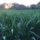 Union Gap Corn Maze and Pumpkin Patch photo