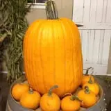 Union Gap Corn Maze and Pumpkin Patch photo