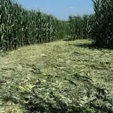 Exeter Haunted Barn & Corn Maze photo