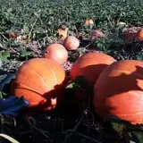Exeter Haunted Barn & Corn Maze photo