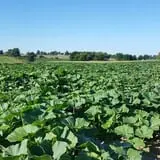 Exeter Haunted Barn & Corn Maze photo