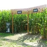 Maze Craze Corn Maze photo
