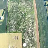 Maze Craze Corn Maze photo
