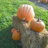 McCracken Farms photo