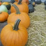 McCracken Farms photo