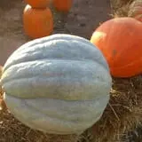 McCracken Farms photo