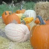 McCracken Farms photo