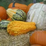 McCracken Farms photo