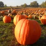 McCracken Farms photo