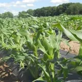 McCracken Farms photo