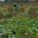 McCracken Farms photo