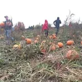 McCracken Farms photo